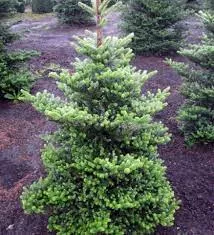 Пихта корейская Молли v7,5 40-60 Tw 