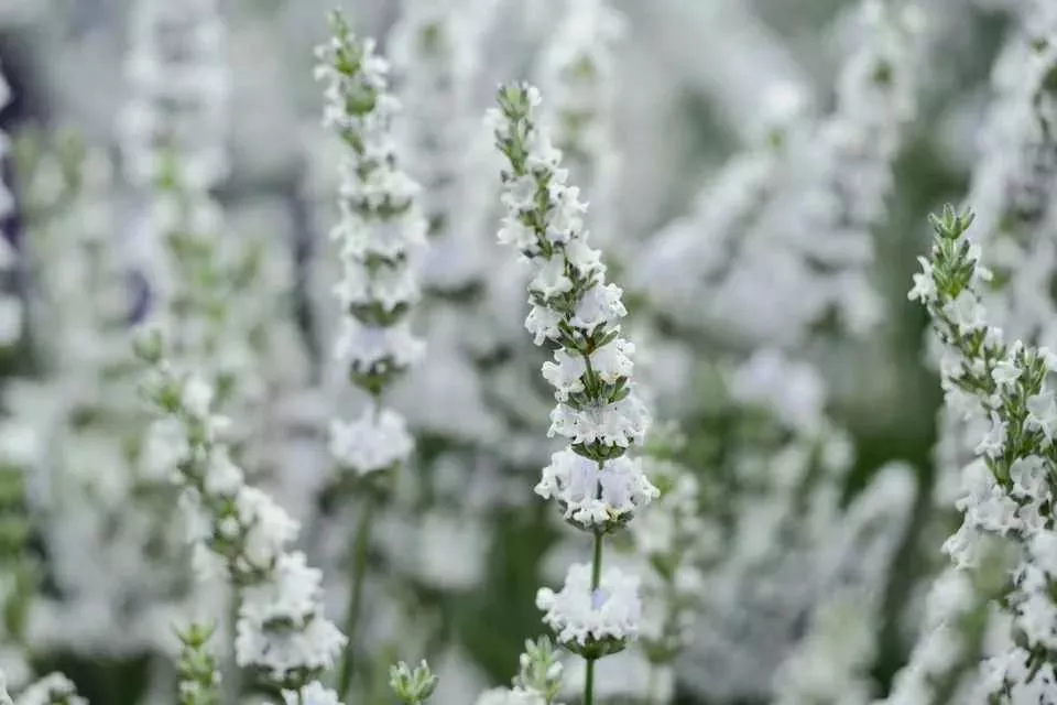 Лаванда узколистная Эдельвейс v2 Lav 