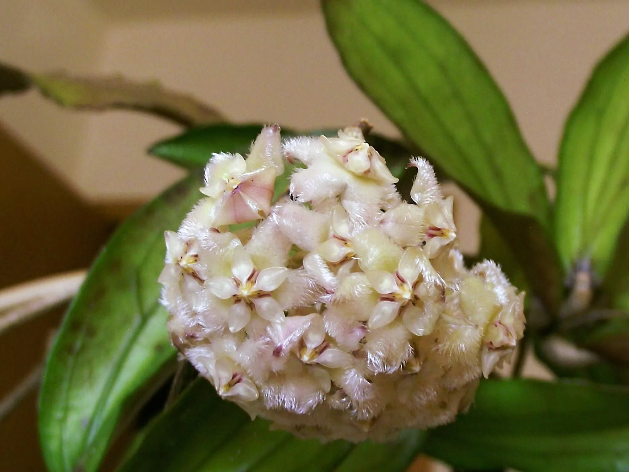 Хойя Эритрина d9 h10 