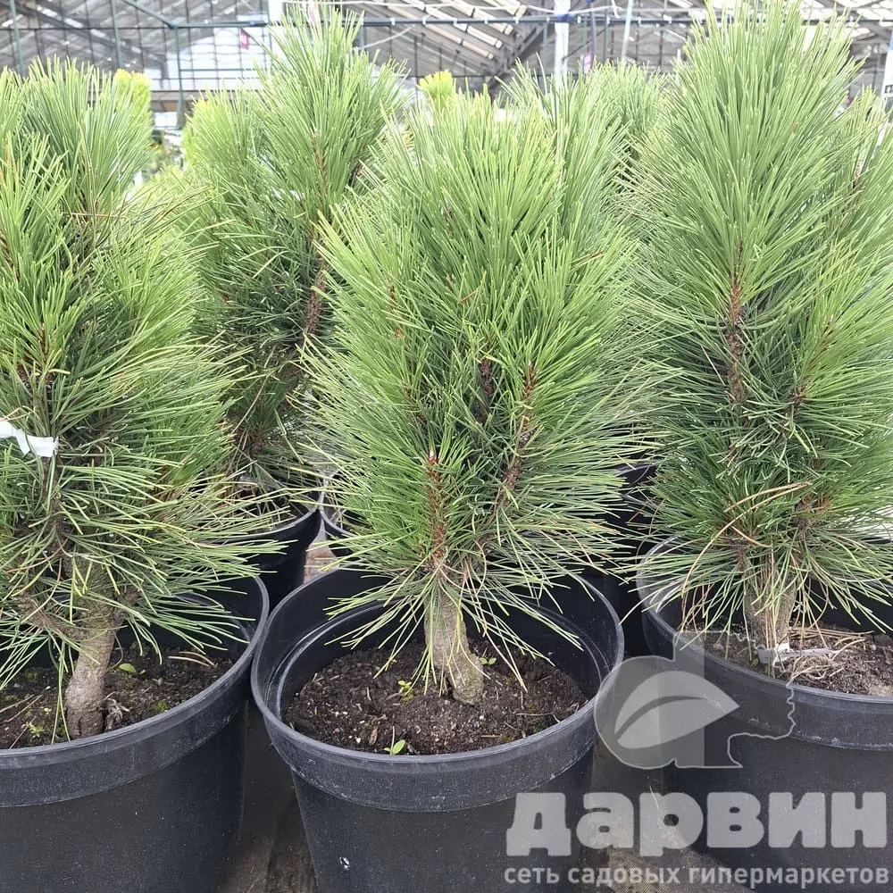 Сосна чёрная Обелиск 40-50 cm Mt 