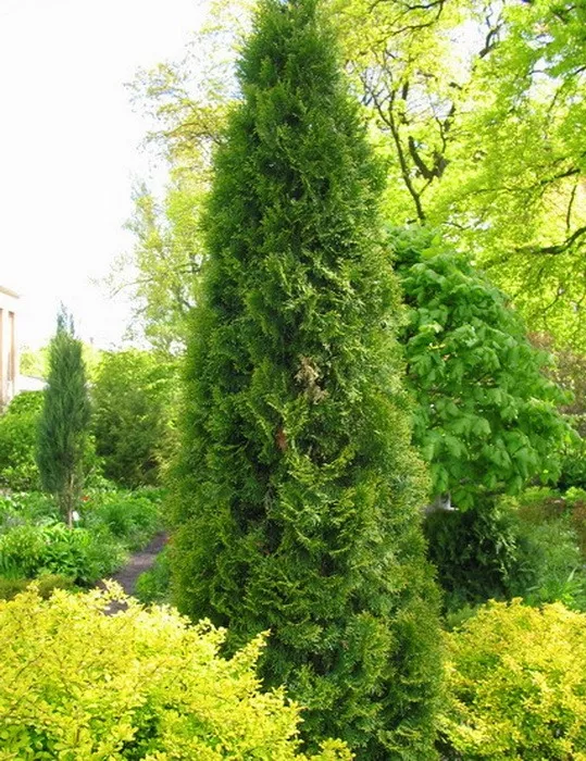 Туя западная Пирамидалис Компакта C10, 80-100см YP 