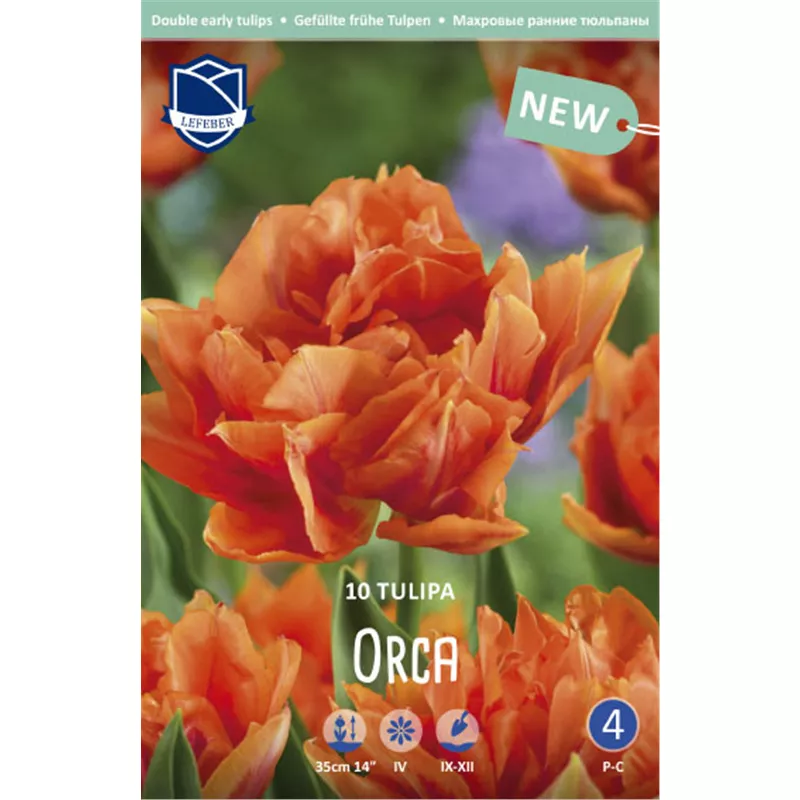 Луковица Тюльпан Орка 11/12, 10 шт/уп 