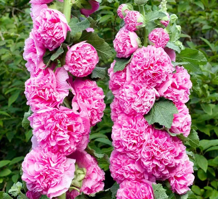 Корневище Алсея Дабл Пинк, 1шт/уп 