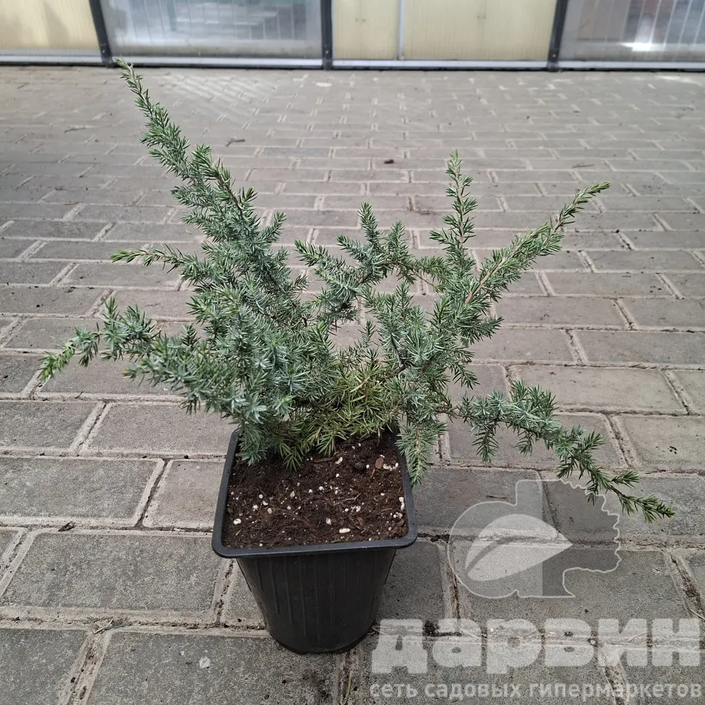 Можжевельник прибрежный Блю Пасифик v2 Lav 