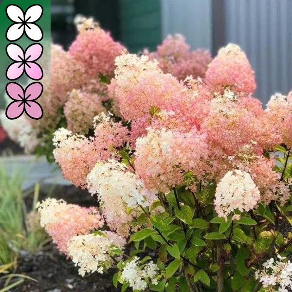 Гортензия метельчатая Бобо v3 Lav 