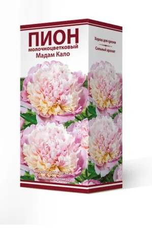 Кореневище Пион молочноцветковый Мадам Кало 1шт Поиск 