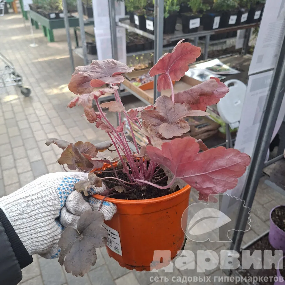 Гейхерелла Брасс Лантерн d15 Lav 