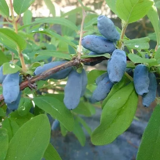 Жимолость Волхова v2 Tim 