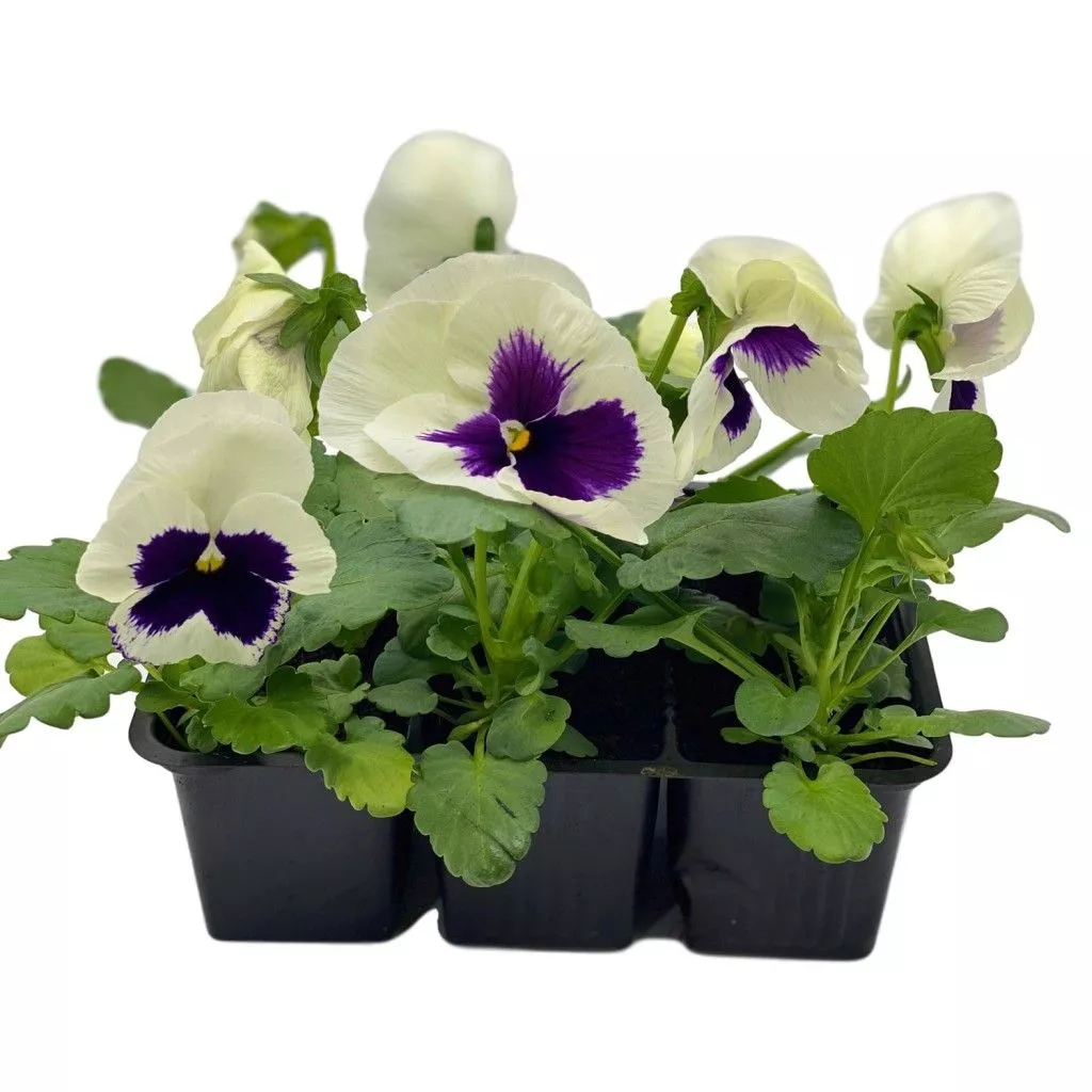 Виола кассета 6шт ЦМ 