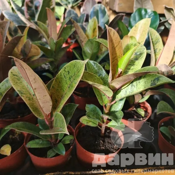 Фикус эластика Шривериана d12 h20 