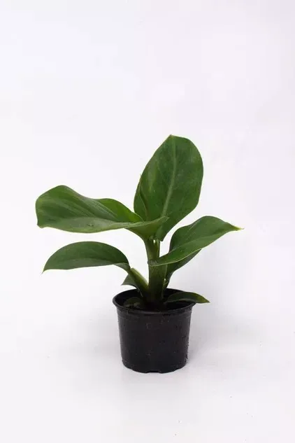 Филодендрон микс d10 ЯР 