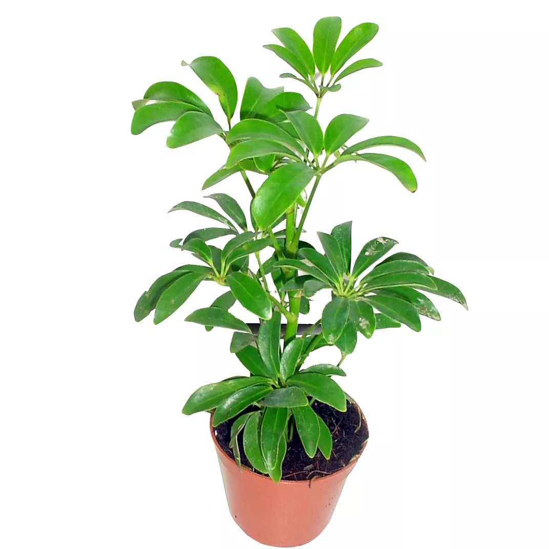 Шеффлера d19 Tim 