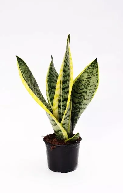 Сансевиерия d10 ЯР 