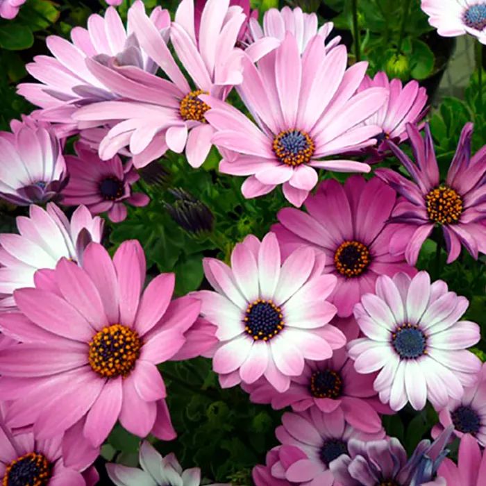 Остеоспермум в ассортименте d12 ЕТК 