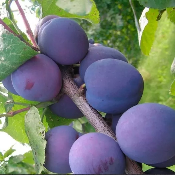 Слива Евразия ранн v7,5 120-140 ЦО 