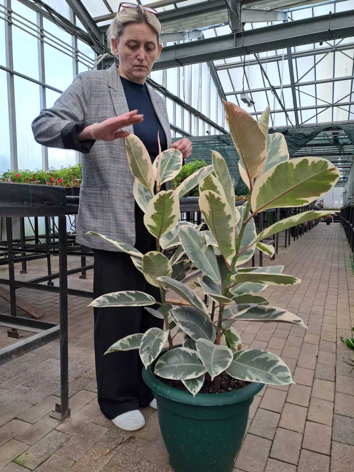 Фикус эластика 3 ствола d45 h 140 Tim 