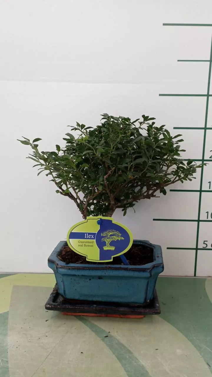 Бонсай микс в керамике d15 