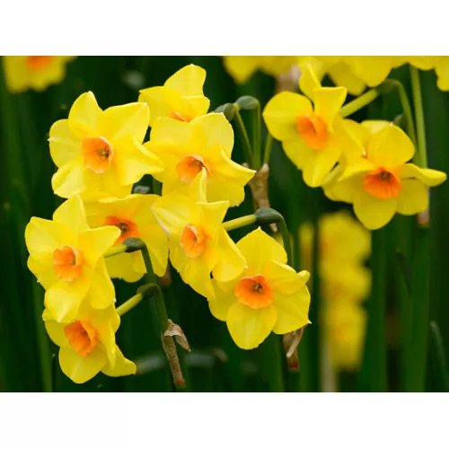 Луковица Нарцисс Мартинетт 12-14, 5 шт/уп 