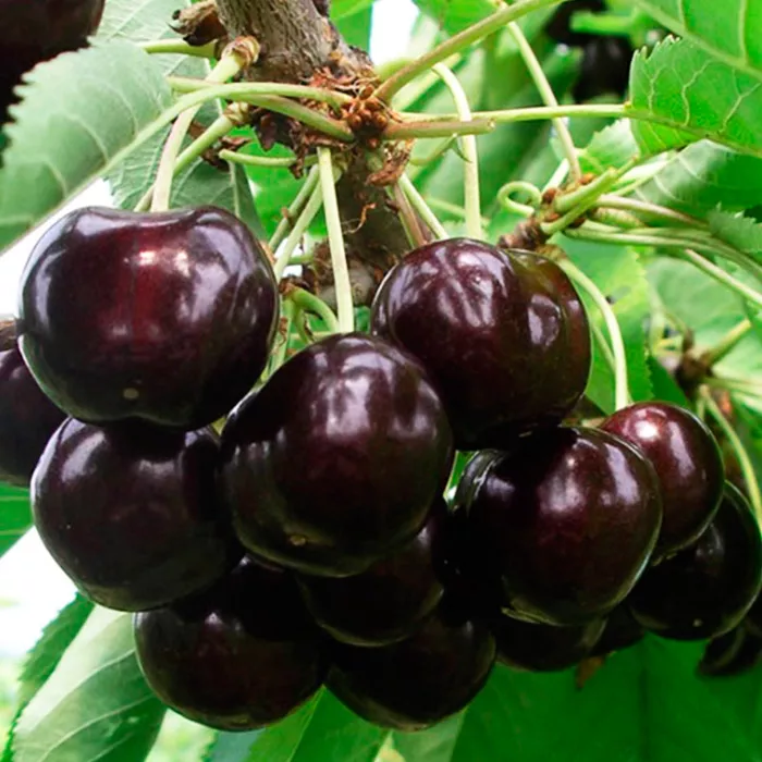 Черешня Ипуть v7/10 120-140 Tim 