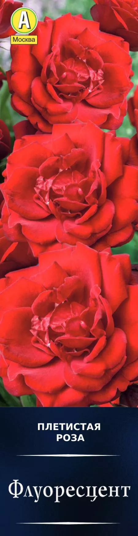 Роза плетистая Флуоресцент в коробке Аэлита 