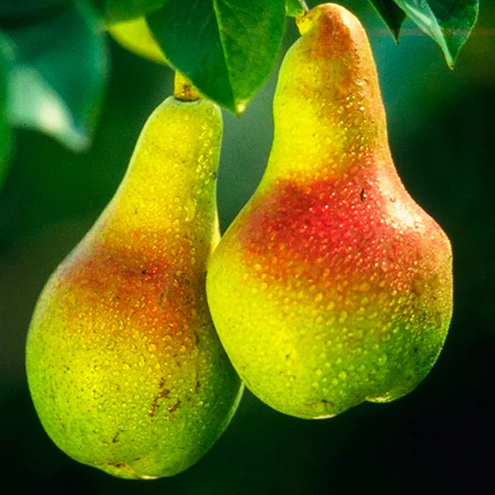 Груша 3-х летка в асс. 