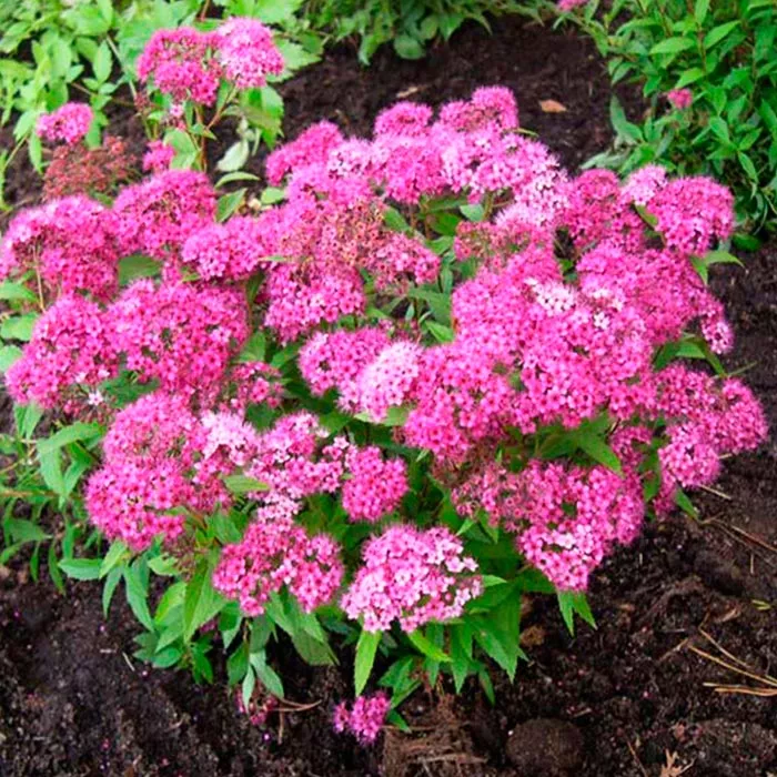 Спирея японская Дартс Ред С5/С7,5, 30-40см 