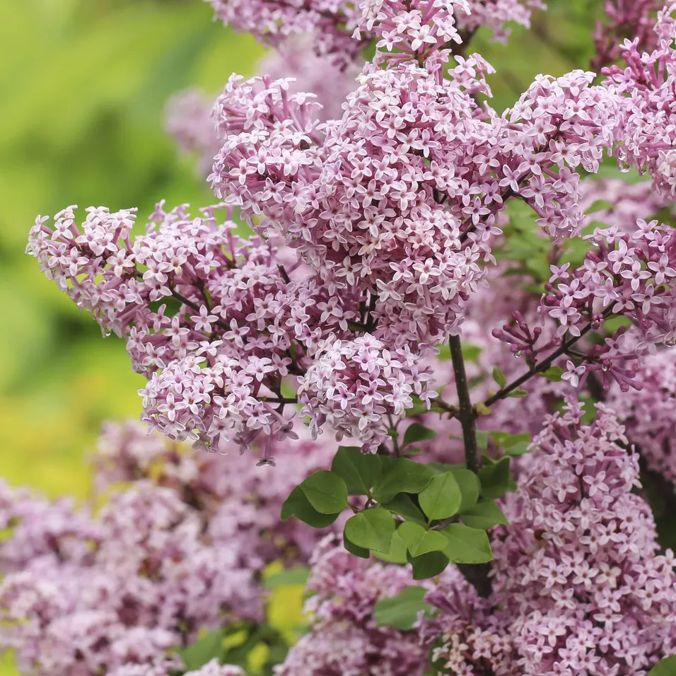 Сирень мейера Палибин с5 40-50  Tw 