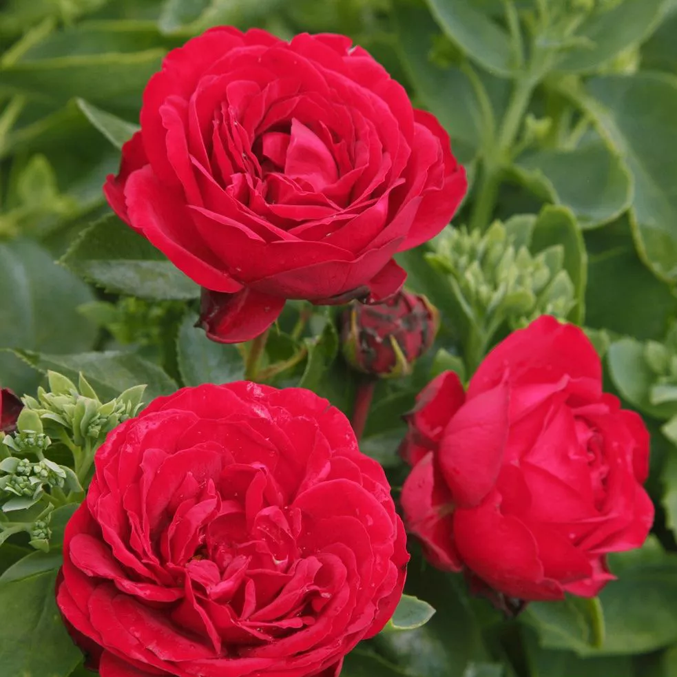 Роза флорибунда Тилл Эленшпигель v5 Dem 