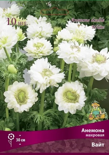 Клубень Анемона корончатая Сент Бриджид Маунт Эверест 5/6 10шт Поиск 