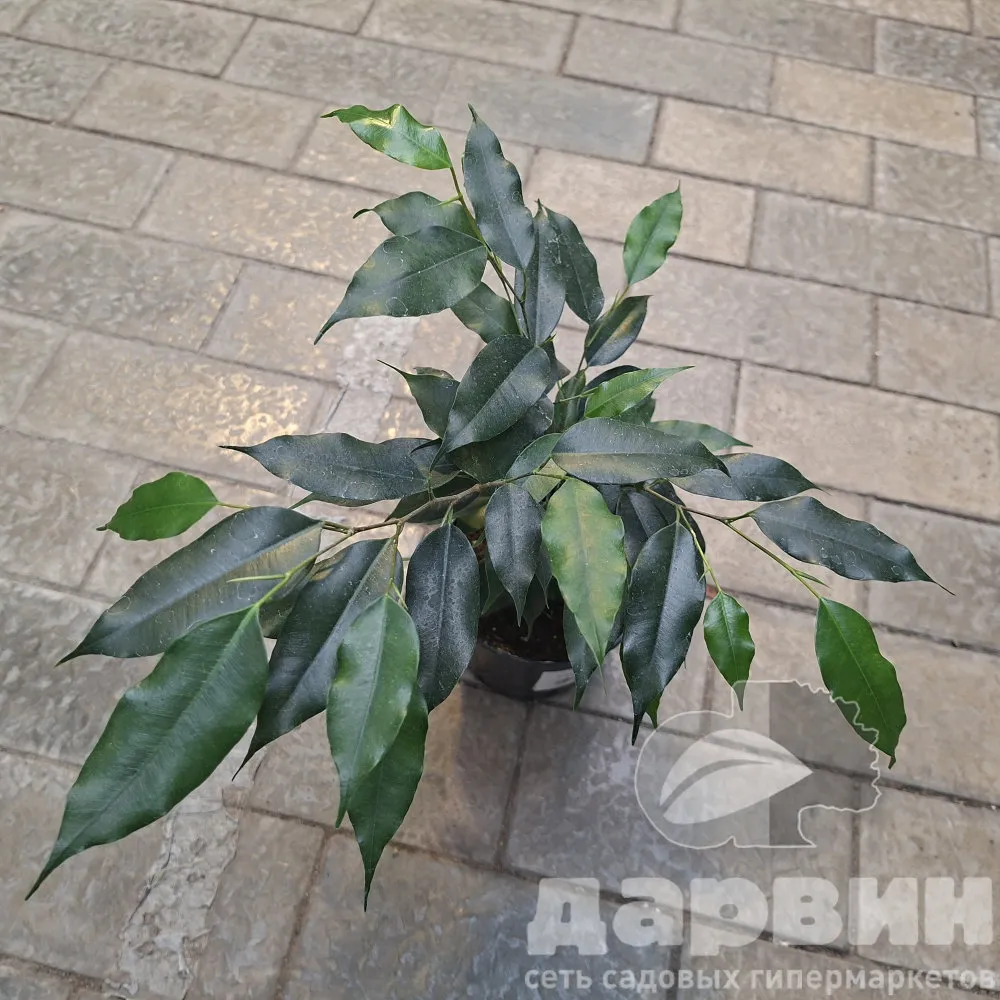Фикус Бенджамина Даниэль д12 ХР (2) ватермарка