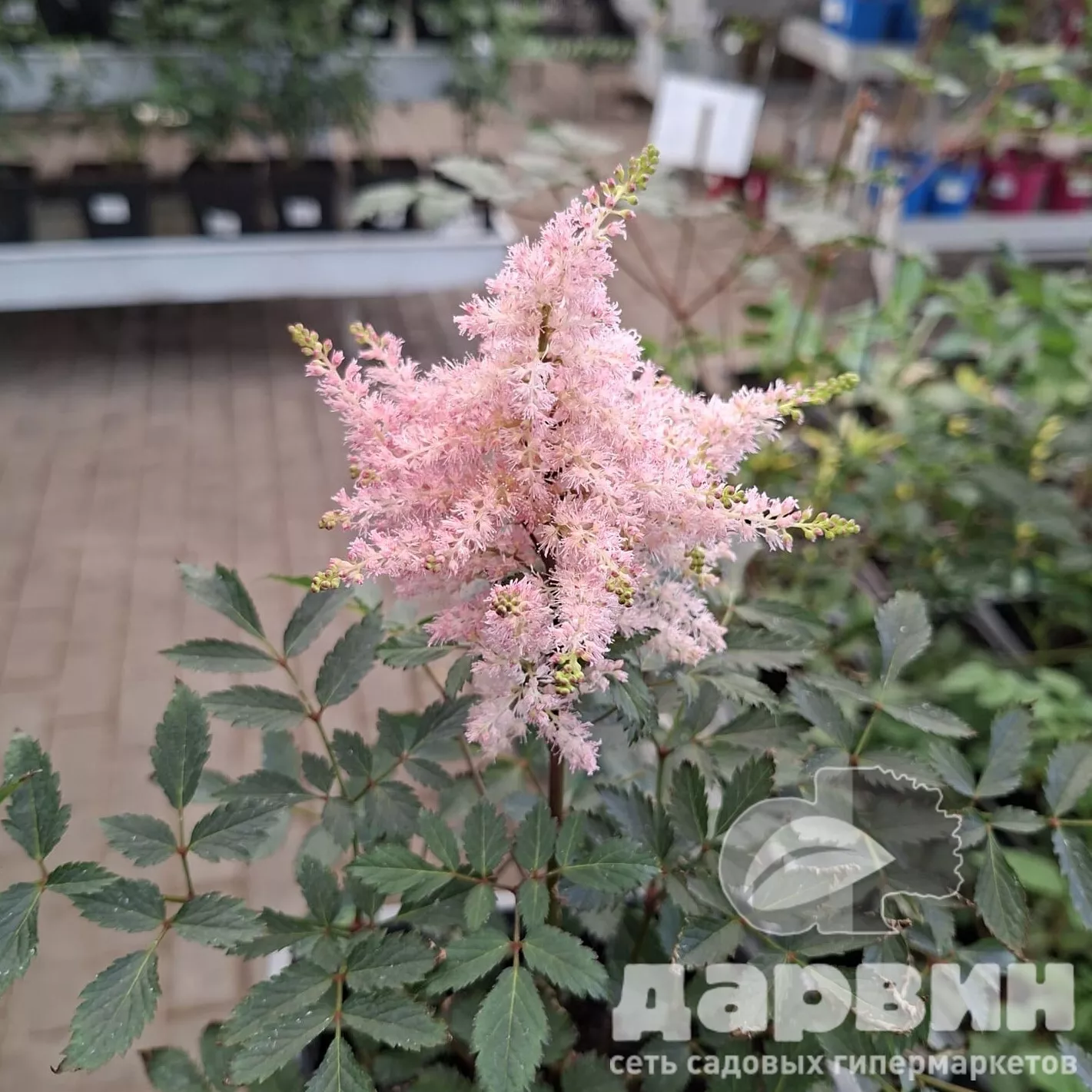 Астильба Юник Пинк v2 Tim 
