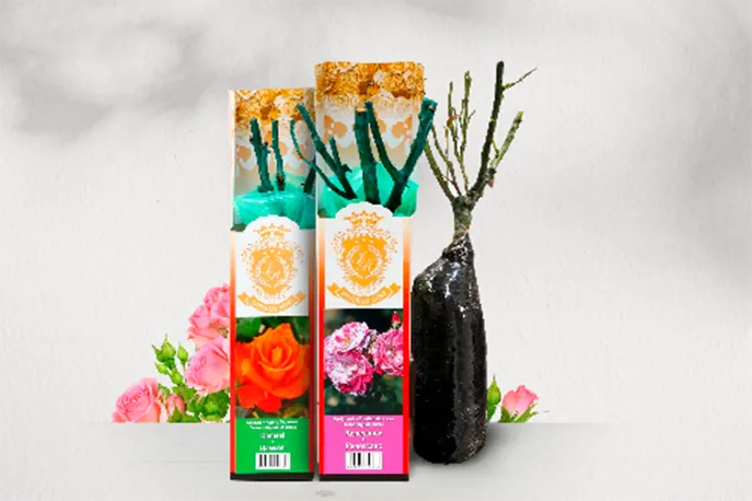 Саженцы роз в коробках. Как выбрать и хранить