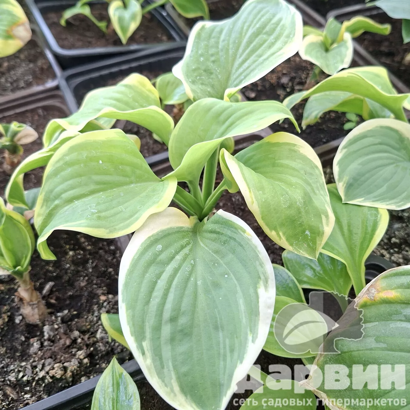 Хоста Фрагран Букет v2 Tim 