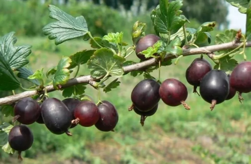 Крыжовник Северный капитан, красный v5 Tim 