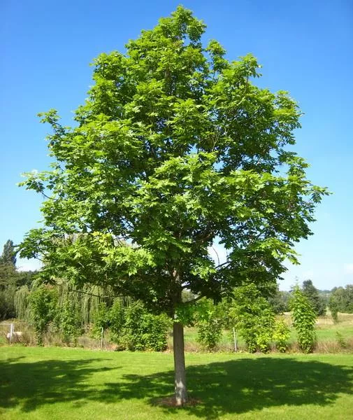 Ясень обыкновенный V3,5 ХР 