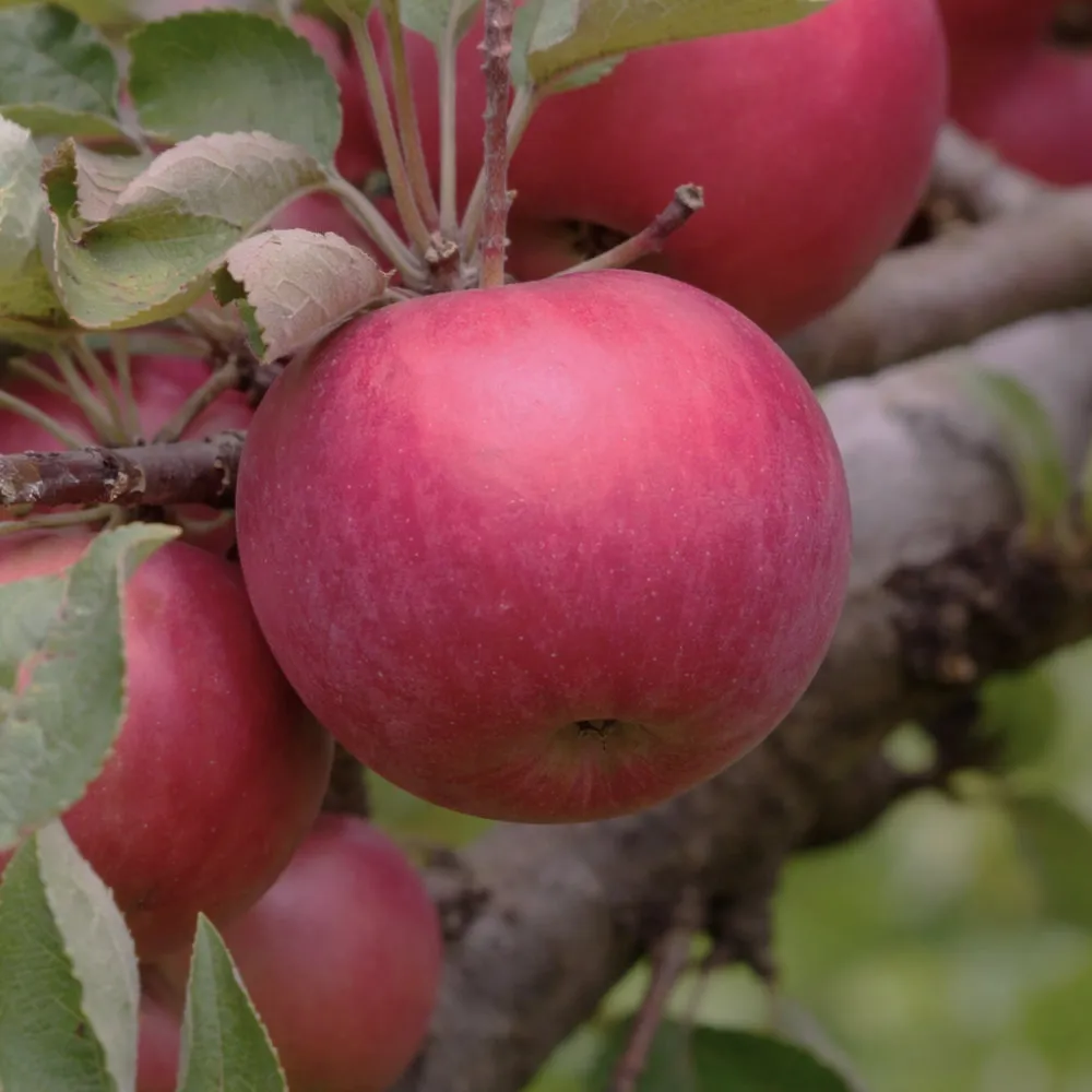 Яблоня колоновидная Карамельная v7 60-80 Tim