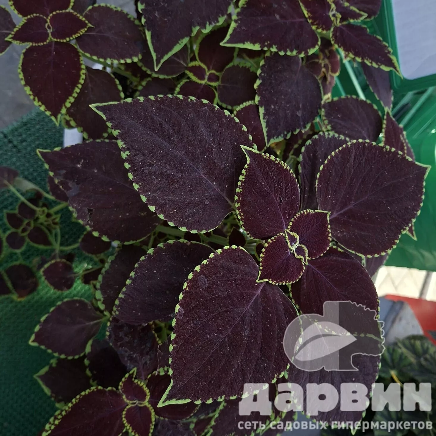 Колеус d11 Tim 