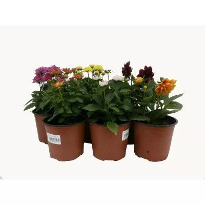 Георгина в асс. d14 ЦМ 