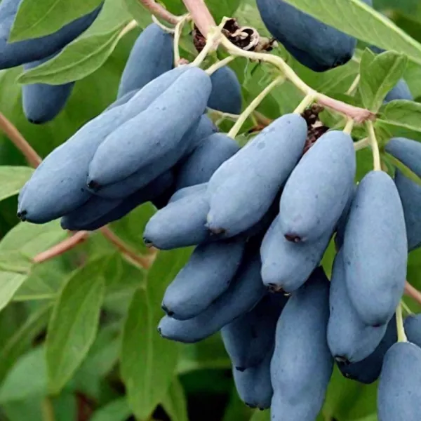 Жимолость съедобная Восторг v5 Tim 