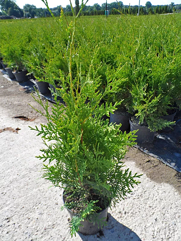 Туя западная Брабант 40-60 ФДР 