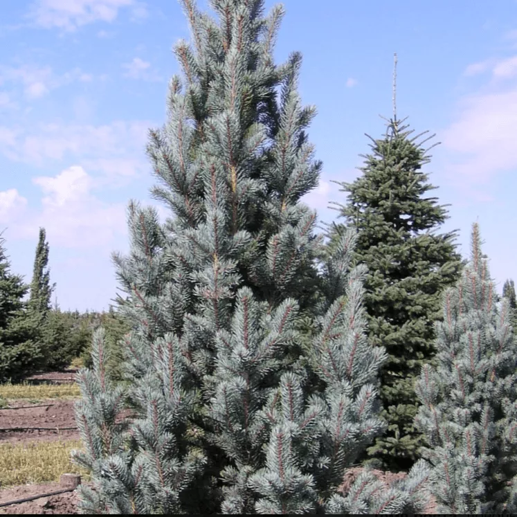 Ель колючая Изели Фастигиата 40-50 Mt 