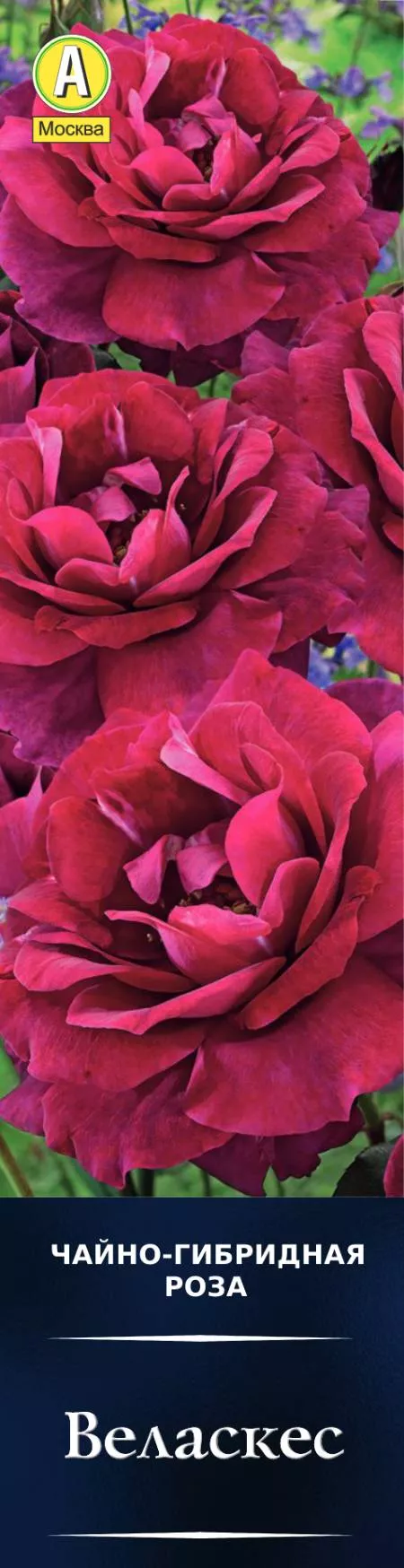 Роза чайно-гибридная Веласкес в коробке Аэлита 