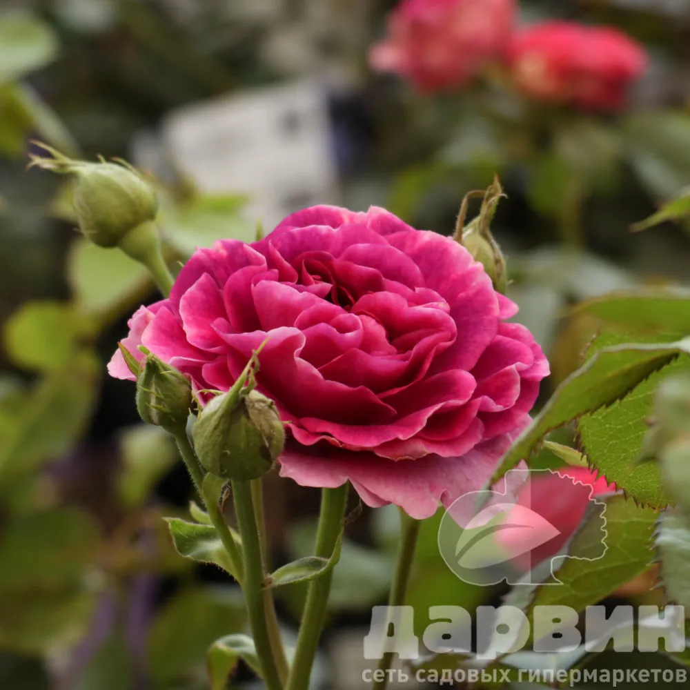 Роза флорибунда Минерва v5 Lav 