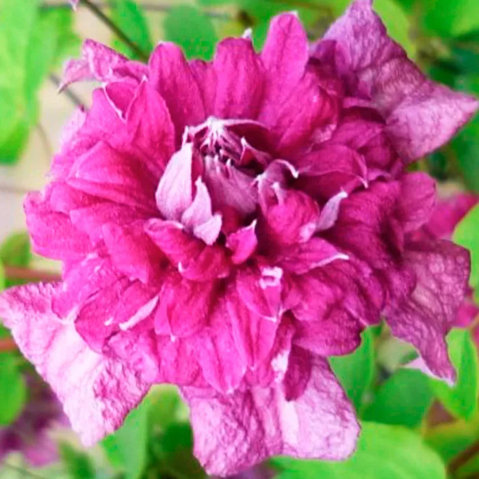 Клематис Перпле плена элеганс Р9 CL 