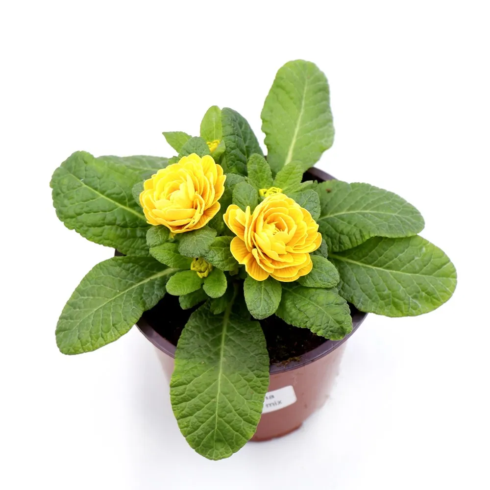 Примула Беларина d12 Ег 