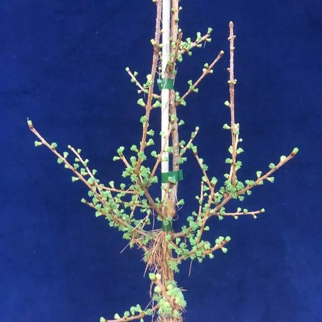 Лиственница американская Мичиган Тауэр v5 Mt 