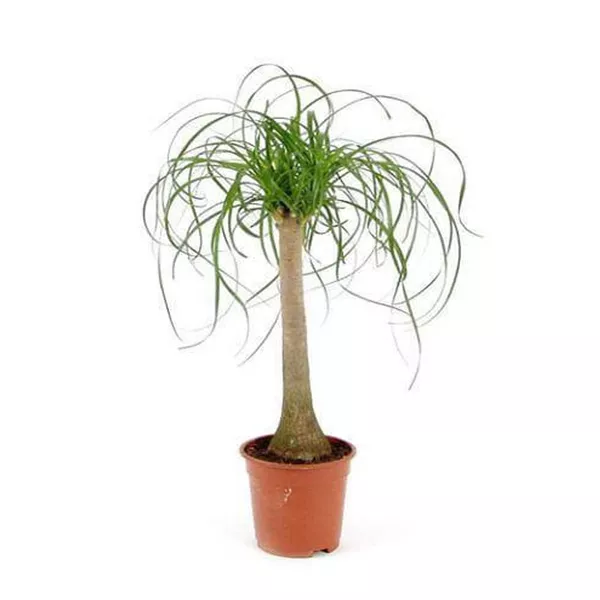 Нолина d14 h40 