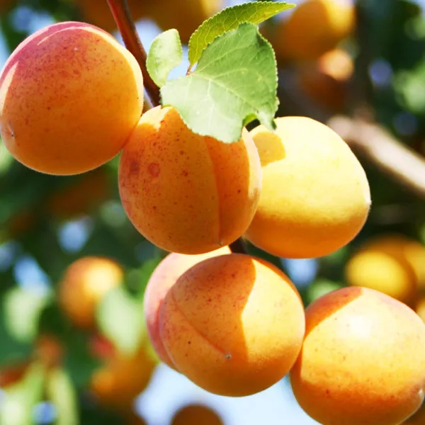 Абрикос Ульянихинский v7,5 h120-140 ЦО 