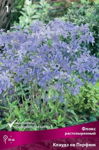 Кореневище Флокс растопыренный Клаудз ов Перфюм 1шт Поиск 