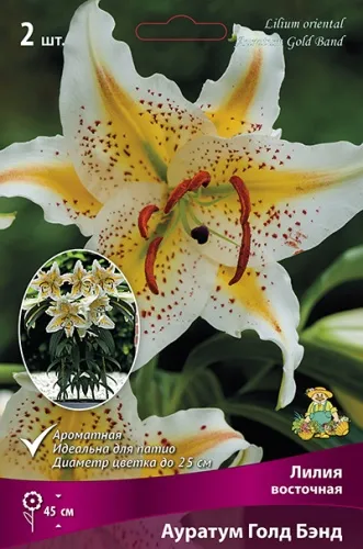 Луковица Лилия восточная Ауратум Голд Бэнд 1шт Поиск 